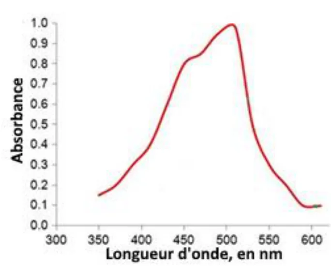 Spectre d'absorption : absorbance (de 0 à 1,0) en fonction de la longueur d'onde (de 300 à 600 nm). La courbe part de 0,15 à 350 nm, monte avec un épaulement vers 0,82 à 460 nm, atteint son maximum de 1,0 vers 505 à 510 nm, puis redescend rapidement jusqu'à 0,1 vers 590 nm.
