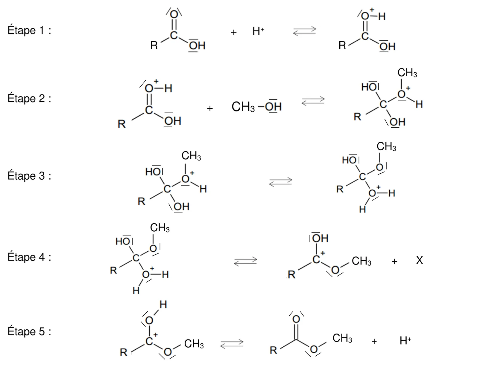 Mécanisme en cinq étapes, chaque étape avec une double flèche. Étape 1 : R-C(=O)-OH plus H+ donne R-C(=O+H)-OH, l'oxygène doublement lié portant désormais H et une charge +. Étape 2 : cet ion plus CH3-OH donne un carbone tétraédrique lié à R, à HO, à OH et à un oxygène chargé + qui porte CH3 et H. Étape 3 : ce H passe sur un des groupes OH : le carbone porte R, HO, O-CH3 et un groupe O+H2. Étape 4 : cet ion donne R-C+(OH)-O-CH3, carbone chargé +, plus X. Étape 5 : l'ion R-C(=O+H)-O-CH3 donne l'ester R-C(=O)-O-CH3 plus H+. Les doublets non liants sont dessinés sur les atomes d'oxygène.