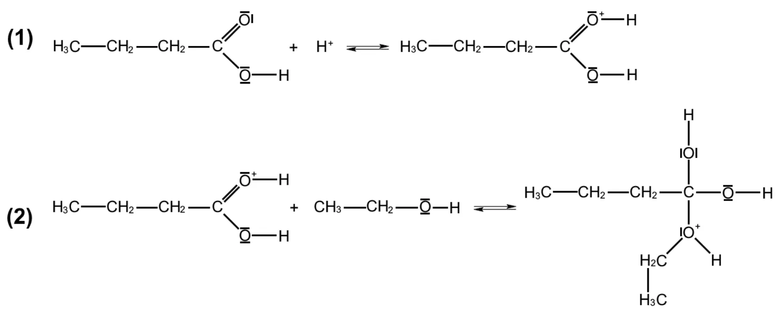 Étape (1) : l'acide butanoïque, dont l'atome d'oxygène doublement lié porte deux doublets non liants, réagit avec l'ion H+ ; il se forme l'espèce où cet oxygène porte un H et une charge +, le carbone gardant son groupe O-H. Étape (2) : cette espèce chargée réagit avec l'éthanol CH3-CH2-O-H ; il se forme une espèce où le carbone central porte un groupe O-H, un autre groupe O-H et un oxygène chargé + lié à H et au groupe éthyle CH2-CH3. Les deux étapes sont des équilibres (doubles flèches).