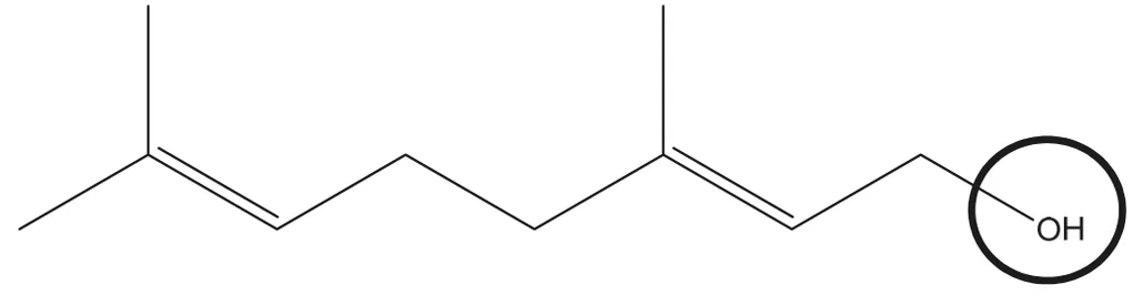 Formule topologique du géraniol : chaîne de dix carbones portant deux doubles liaisons C=C et deux ramifications méthyle, terminée à droite par un groupe OH lié à un carbone CH2 ; le groupe OH est entouré d'un cercle.