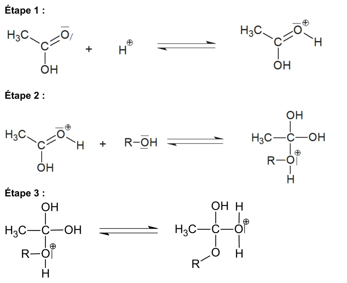 Étapes 1 à 3 du mécanisme, schémas de Lewis. Étape 1 : l'acide éthanoïque, dont l'oxygène doublement lié porte deux doublets non liants, réagit avec H+ et donne l'acide protoné H3C-C(OH)=O+-H. Étape 2 : cet ion réagit avec R-OH, dont l'oxygène porte deux doublets non liants, et donne H3C-C(OH)2-O+(H)-R, le carbone central lié à deux OH et à l'oxygène de l'alcool chargé plus. Étape 3 : cet ion devient H3C-C(OH)(O-R)-O+H2, le proton étant passé de l'oxygène de l'alcool à un groupe OH.