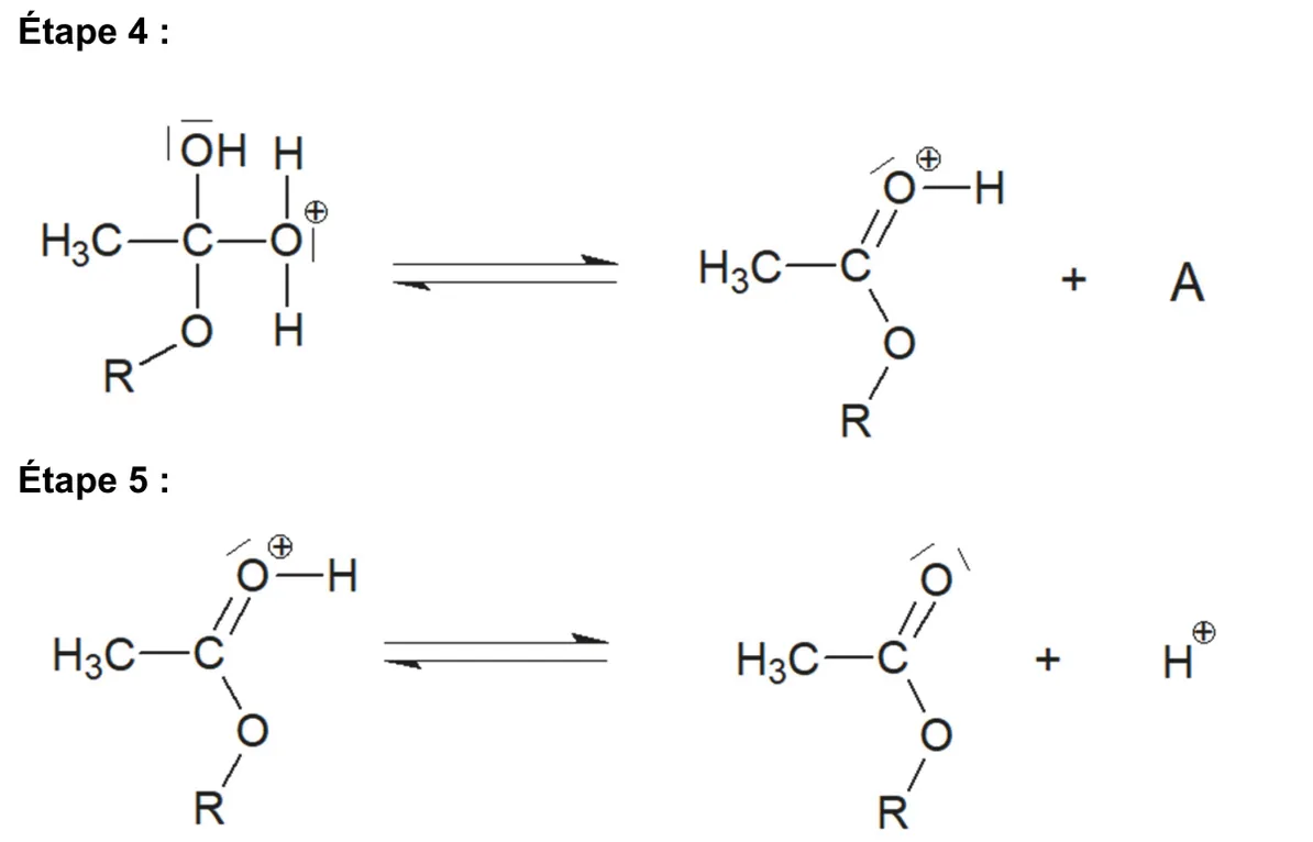 Étapes 4 et 5 du mécanisme. Étape 4 : H3C-C(OH)(O-R)-O+H2 donne l'ion H3C-C(=O+-H)-O-R plus une espèce notée A. Étape 5 : H3C-C(=O+-H)-O-R donne l'ester H3C-C(=O)-O-R plus H+.