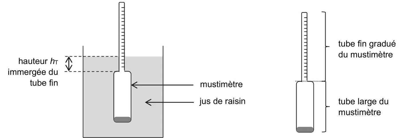 À gauche, le mustimètre flotte dans le jus de raisin : le tube large est entièrement immergé et le tube fin gradué dépasse de la surface, immergé sur une hauteur hT. À droite, le mustimètre seul : tube fin gradué en haut, tube large lesté en bas.