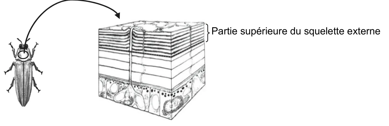 À gauche, un scarabée vu de dessus, une zone de sa carapace entourée ; une flèche mène à un bloc en coupe de cette carapace. La partie supérieure du squelette externe y apparaît comme un empilement de nombreuses couches fines et parallèles, au-dessus de couches plus épaisses et de cellules.