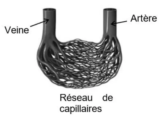 Dessin d'une artère et d'une veine verticales, reliées en bas par un réseau dense de très fins vaisseaux entrelacés, les capillaires.