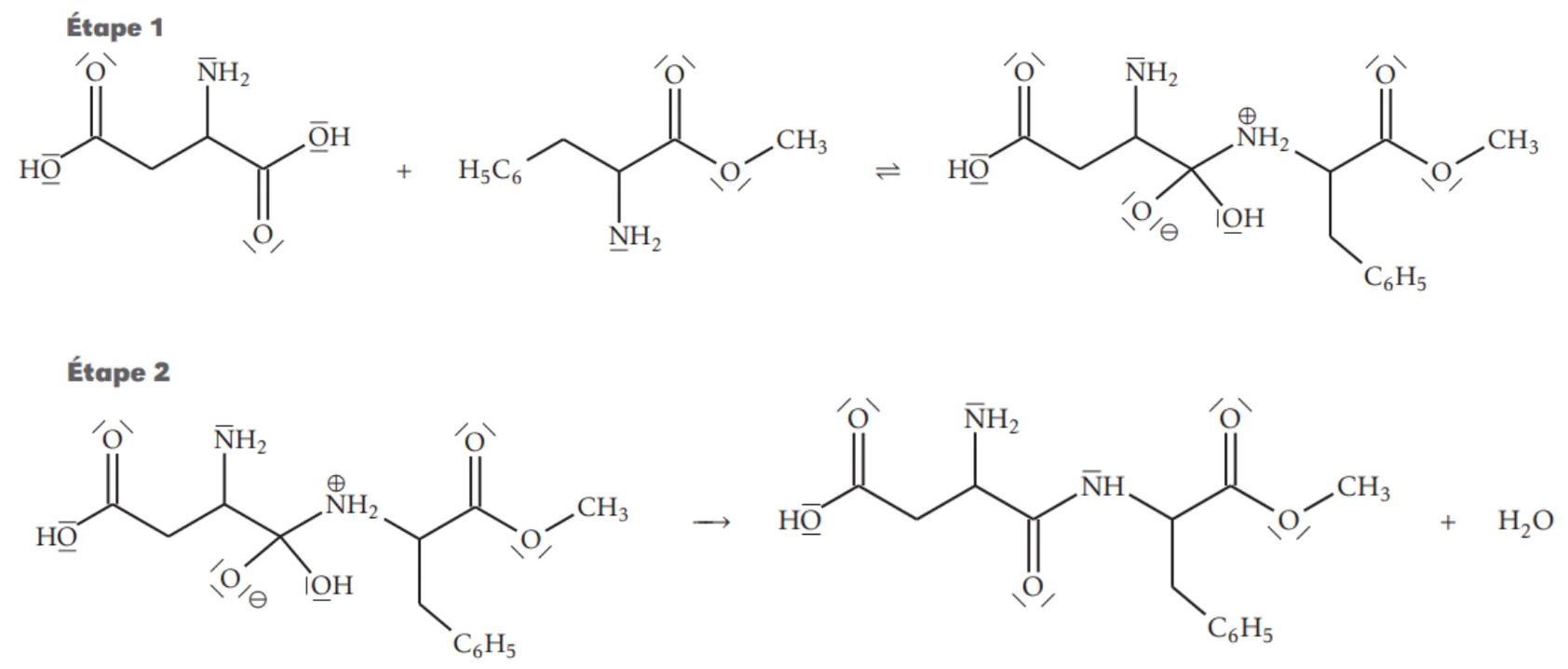 Mécanisme en deux étapes, avec doublets non liants dessinés. Étape 1 : l'acide aspartique plus la phénylalanine méthylée donnent, par une double flèche, une espèce où l'ancien carbone du groupe COOH voisin de NH2 porte quatre liaisons : un O chargé négativement, un groupe OH, et un groupe NH2 chargé positivement relié au reste de la phénylalanine méthylée. Étape 2 : cette espèce donne l'aspartame (liaison C(=O)-NH) plus H2O.