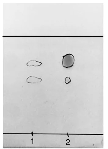Plaque de chromatographie avec deux dépôts sur la ligne de base. Le dépôt 1 donne deux taches pâles ; le dépôt 2 donne deux taches, une grosse en haut et une petite en dessous, exactement à la même hauteur que les deux taches du dépôt 1. Le front du solvant est tracé en haut de la plaque.
