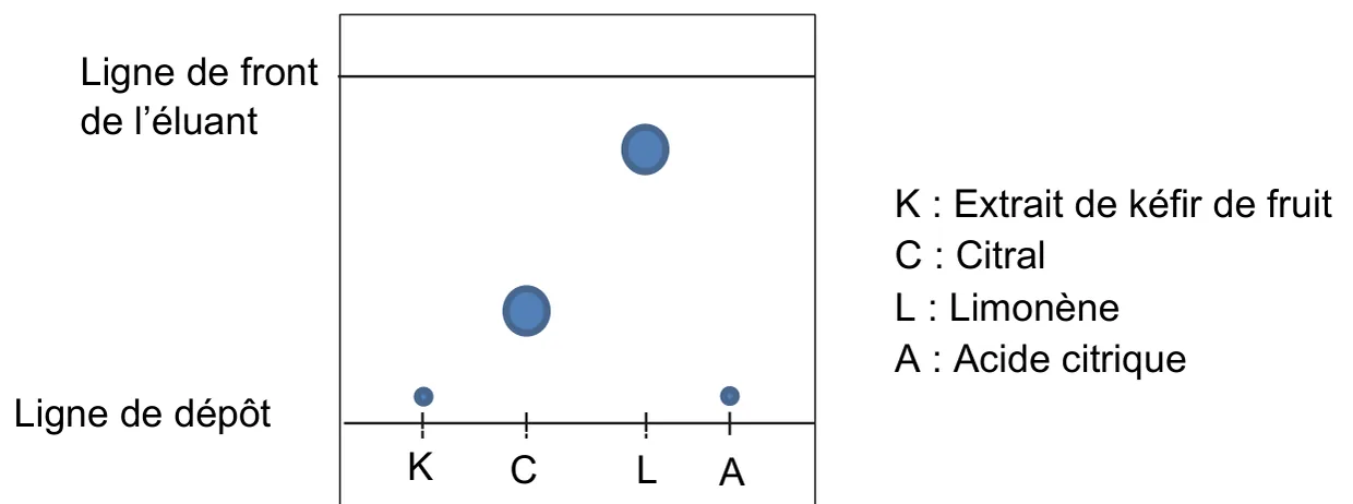 Chromatogramme : quatre dépôts sur la ligne de dépôt, K (extrait de kéfir de fruit), C (citral), L (limonène) et A (acide citrique). K donne une seule petite tache juste au-dessus de la ligne de dépôt, à la même hauteur que la tache de A. La tache de C est à mi-hauteur environ, celle de L plus haut, près de la ligne de front de l'éluant.