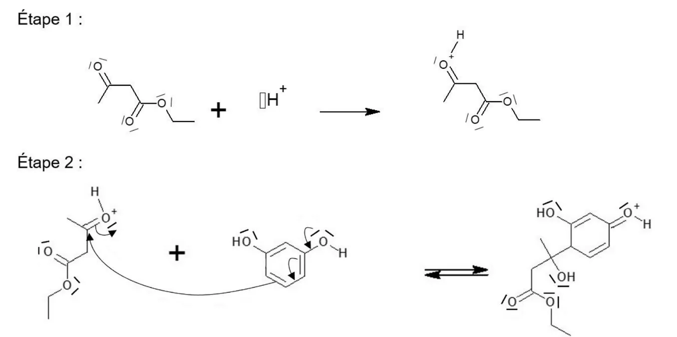 Étape 1 : l'acétoacétate d'éthyle, avec ses doublets non liants sur les trois atomes d'oxygène, plus un ion H+, donnent l'acétoacétate d'éthyle protoné sur l'oxygène du groupe C=O de la cétone, qui porte alors une charge + et un atome H. Aucune flèche courbe n'est dessinée. Étape 2 : l'espèce protonée plus le résorcinol, avec des flèches courbes déjà tracées (un doublet du cycle vers le carbone du C=O protoné, le doublet de la double liaison C=O vers l'oxygène, un doublet d'un oxygène du résorcinol vers le cycle), donnent, par une double flèche d'équilibre, une seule espèce où le carbone de l'ancienne cétone porte un groupe OH et est lié au cycle, lequel porte un groupe C=O protoné (O+-H).