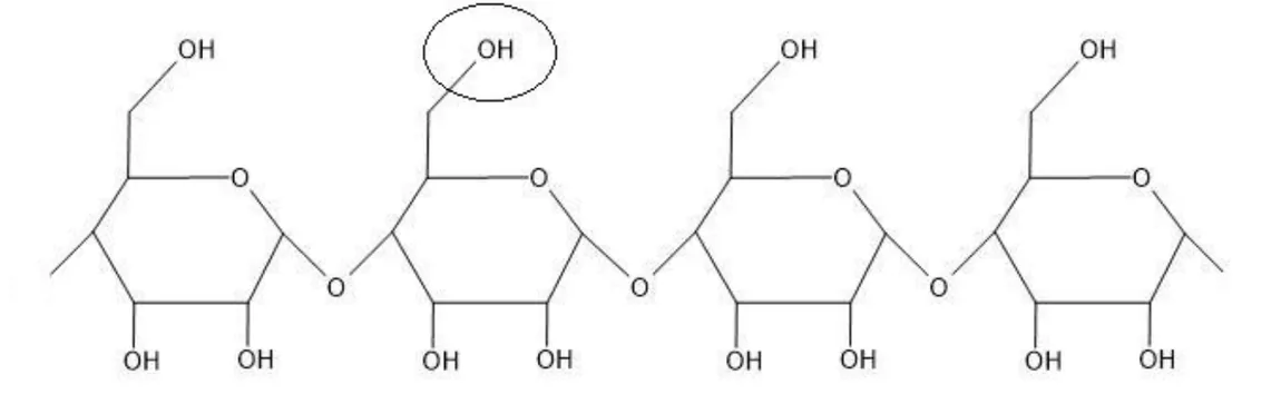 Formule topologique d'un fragment d'amylose : quatre cycles à six sommets, cinq carbones et un oxygène, reliés en chaîne par un atome d'oxygène entre deux cycles voisins. Chaque cycle porte deux groupes OH sur son bord inférieur et, en haut, un groupe CH2 lié à un OH. L'OH du CH2 du deuxième cycle est entouré.
